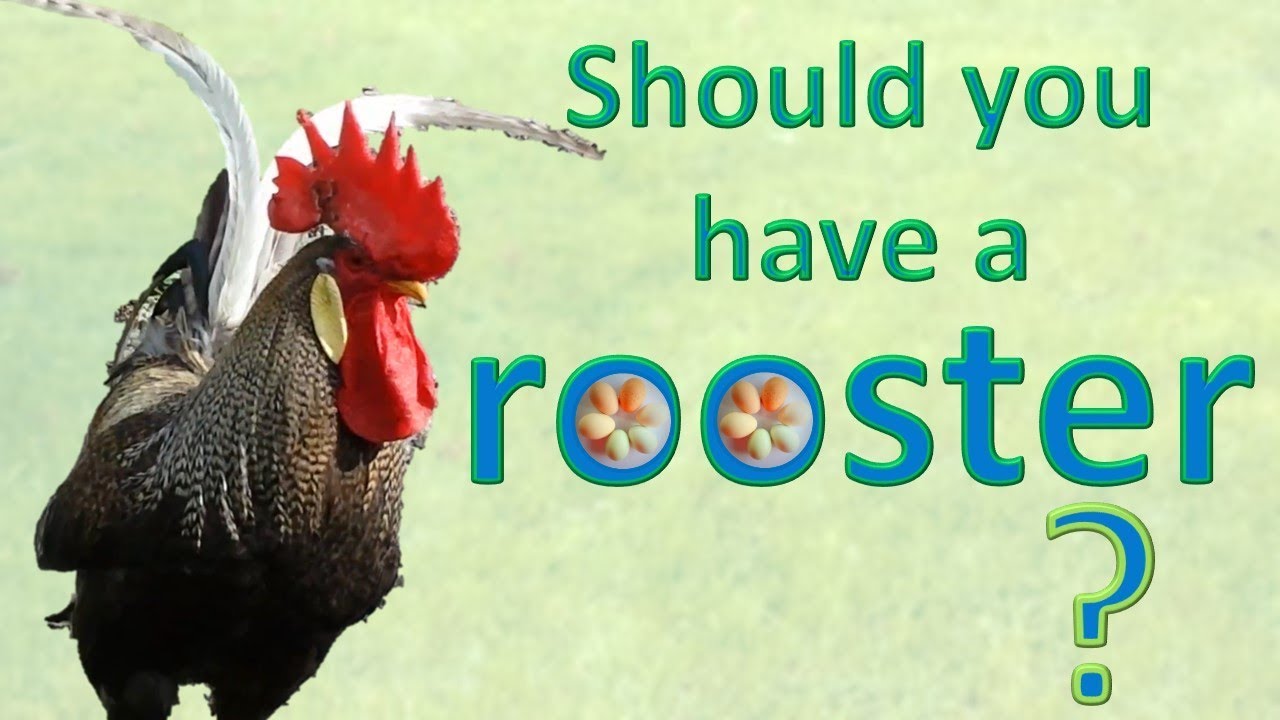 Should you have a rooster?