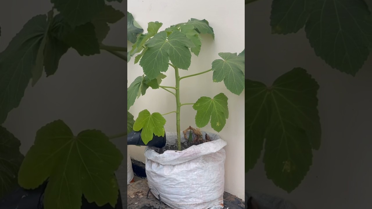 Growing okra in sacks at home /plant Timelapse from seeds