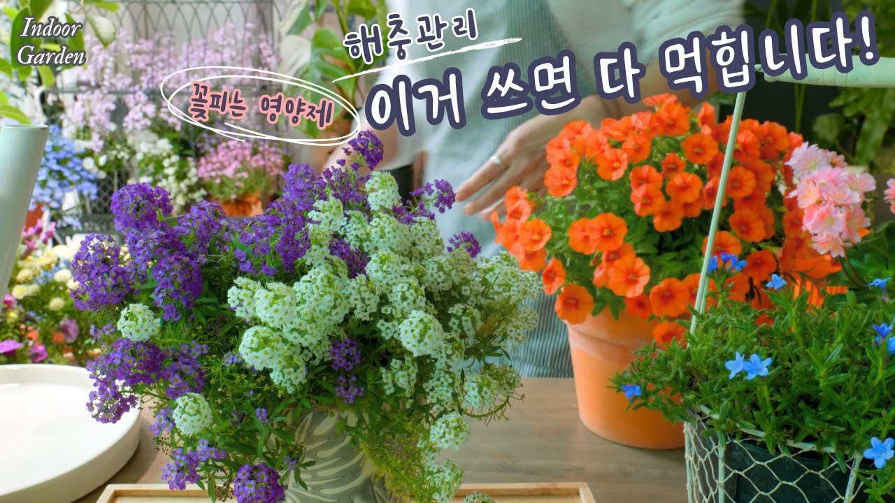 이거 쓰면 다 먹힙니다! /친환경 미생물 살충. 살균제 & 식물 영양제 공동구매 (이벤트 마감)