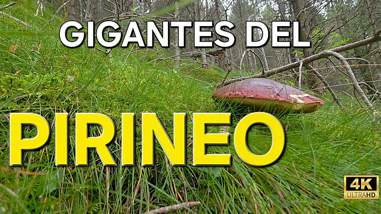 Gigantes del PIRINEO: Recolección Boletus Pinicolas  a 1300 metros en el Pirineo Catalan