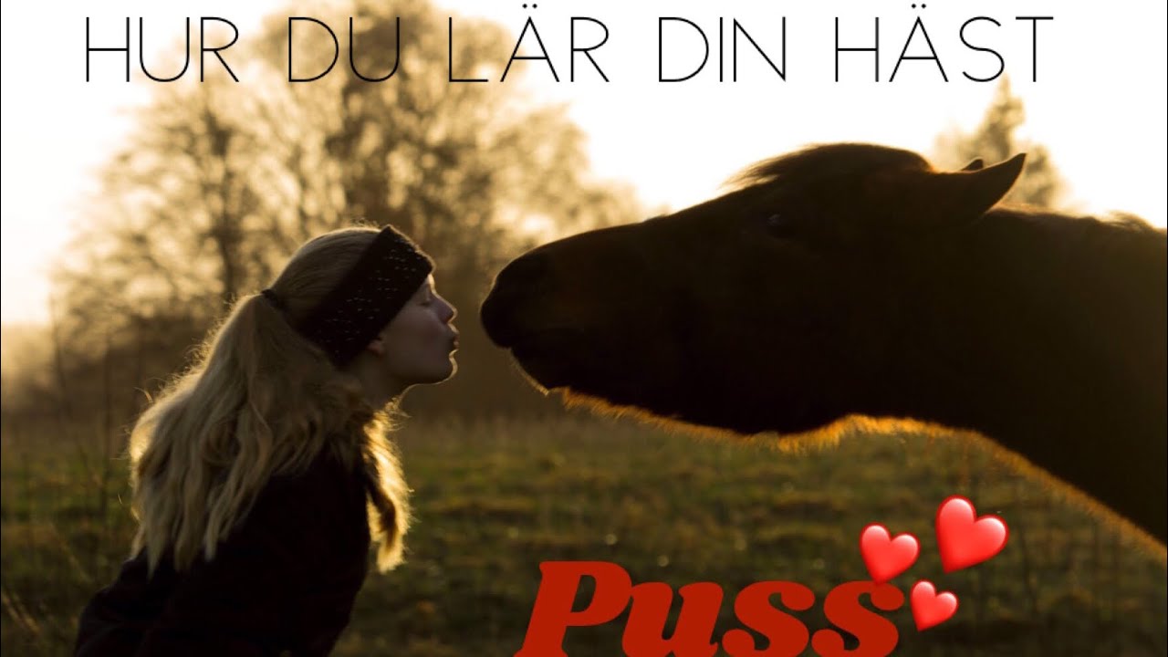 Hur du lär din häst - puss