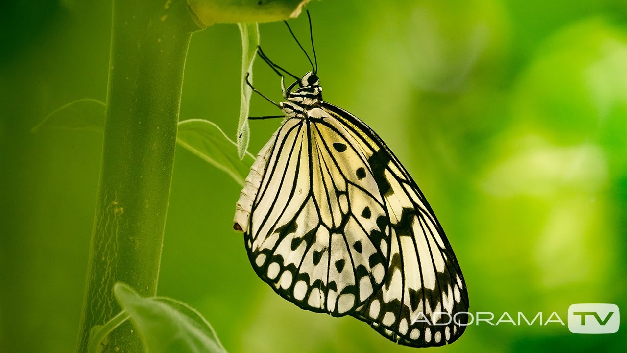 Butterfly House, 15 Minute Photo Challenge: Take and Make Great Photography with Gavin Hoey