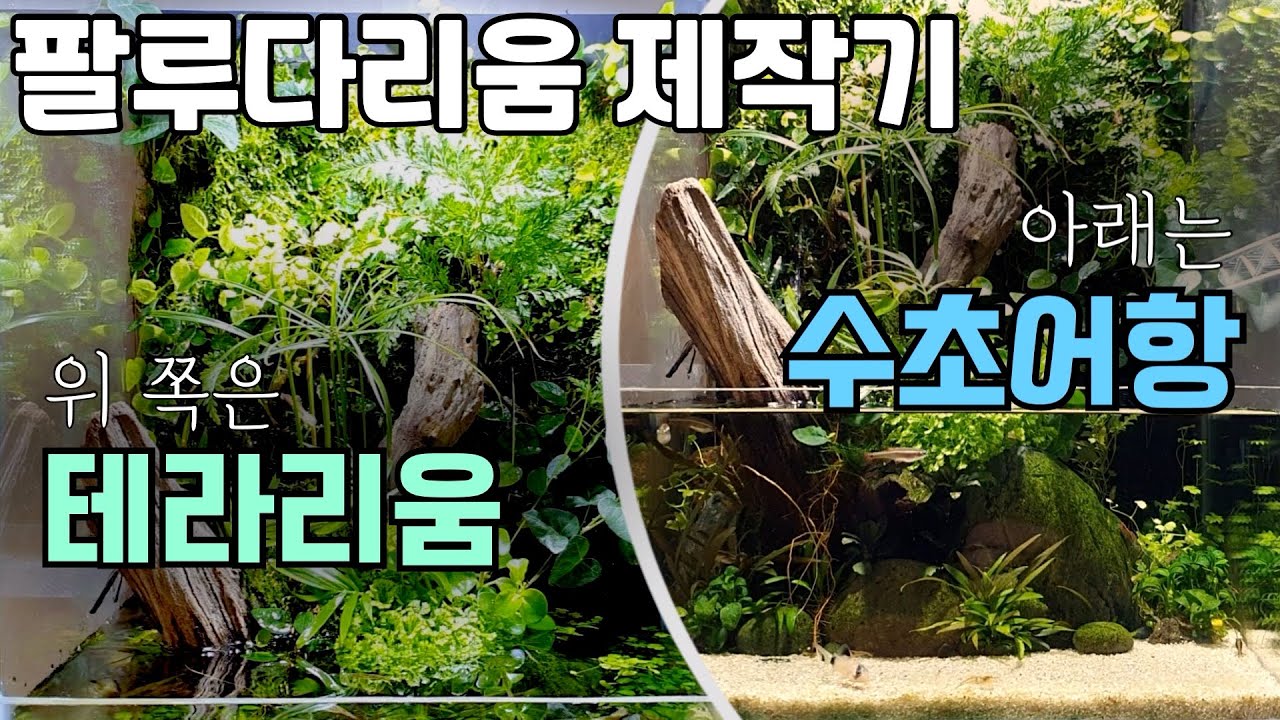 수생모스를 이용한 팔루다리움! 어항부터 부속까지 다 만들어봤어요 | dooa  terra30 스타일로 꾸미기