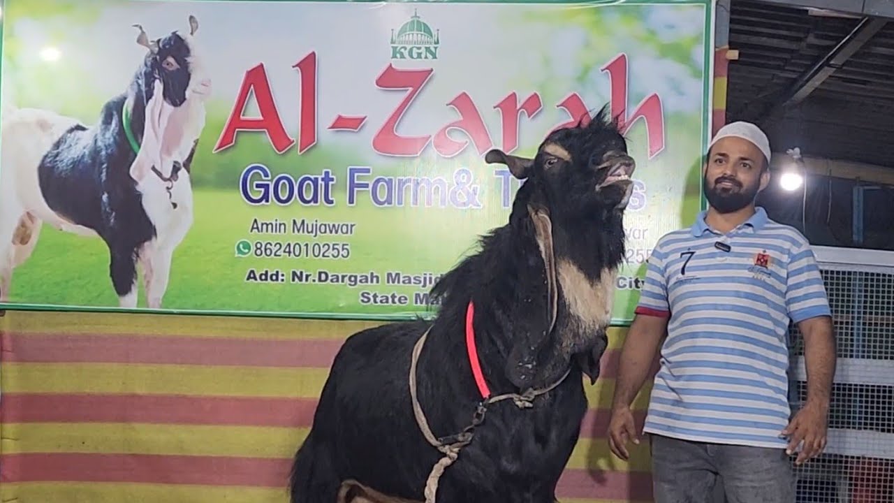 Kota Malwa Ka Sabse Lajawaab Palahua Collection | Al Zarah Goat Farm Kalyan.