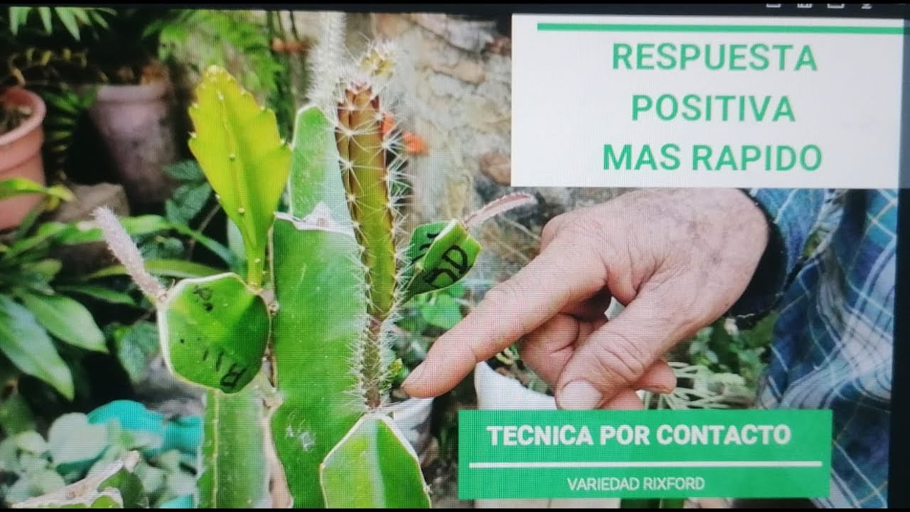 INJERTO DE PITAHAYA GERMINADA DE SEMILLA 2