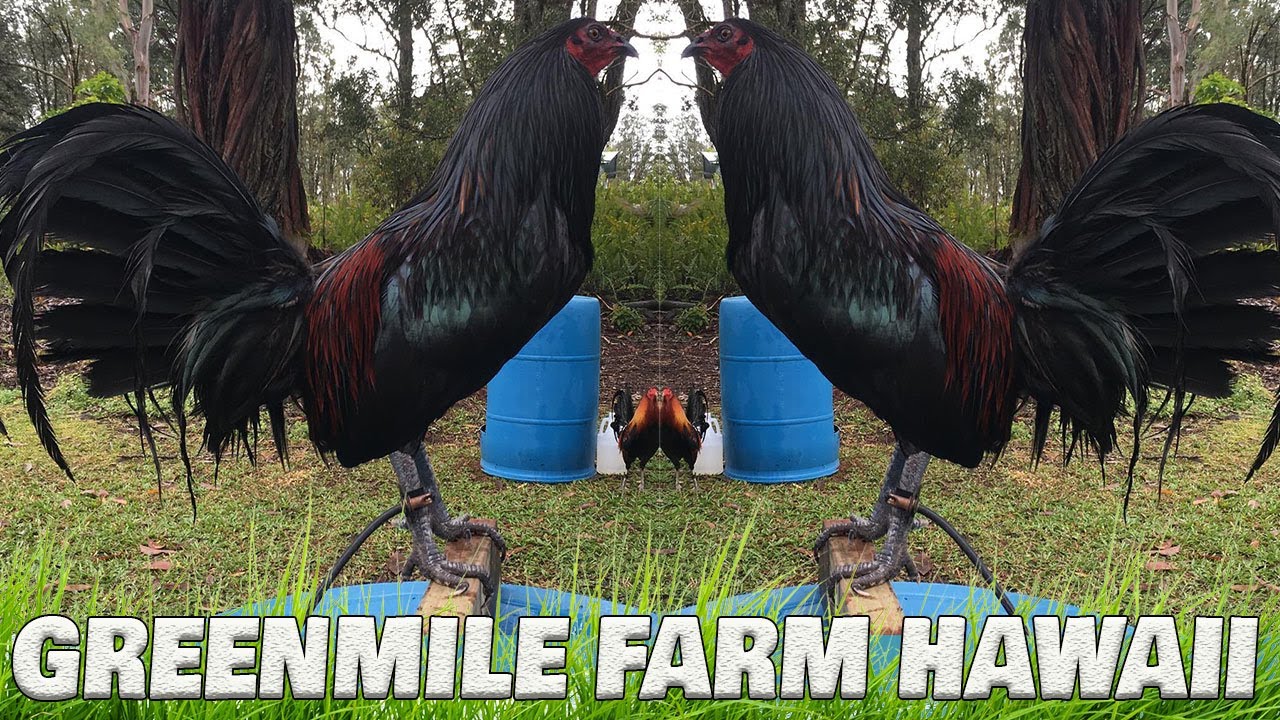 Beautiful Birds By GREENMILE FARM HAWAII - Farm Visit