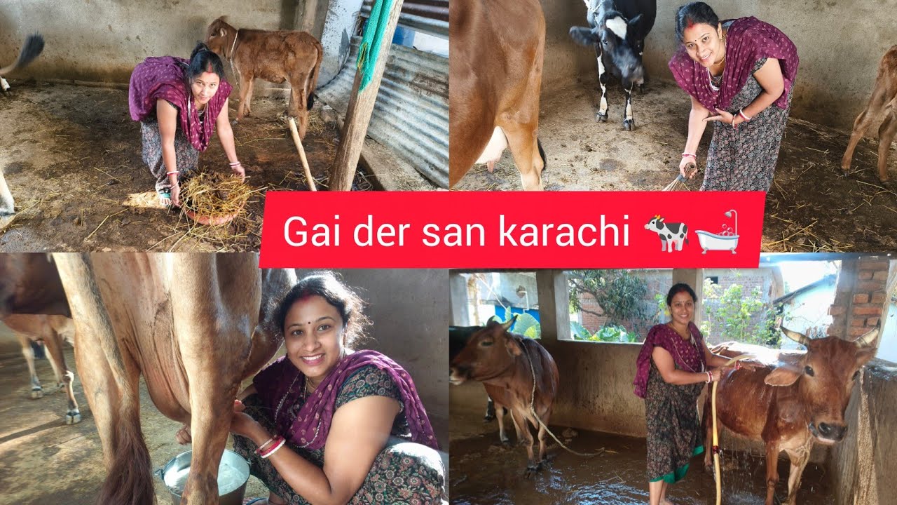 Anek din par gai der san karachi 🐄🛁r cow house cleaning Kochi@kalyanivlogs5548#cleaning #cow house  