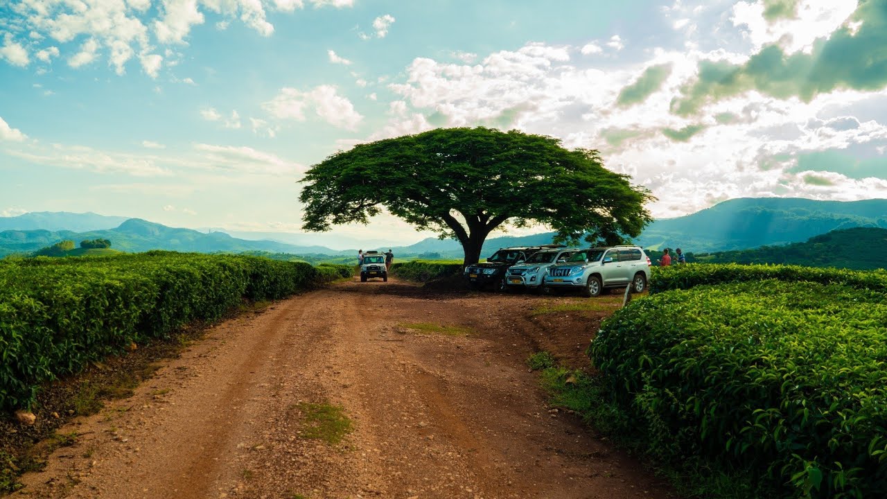 The Grand Christmas Tour - Aberfoyle, Zimbabwe