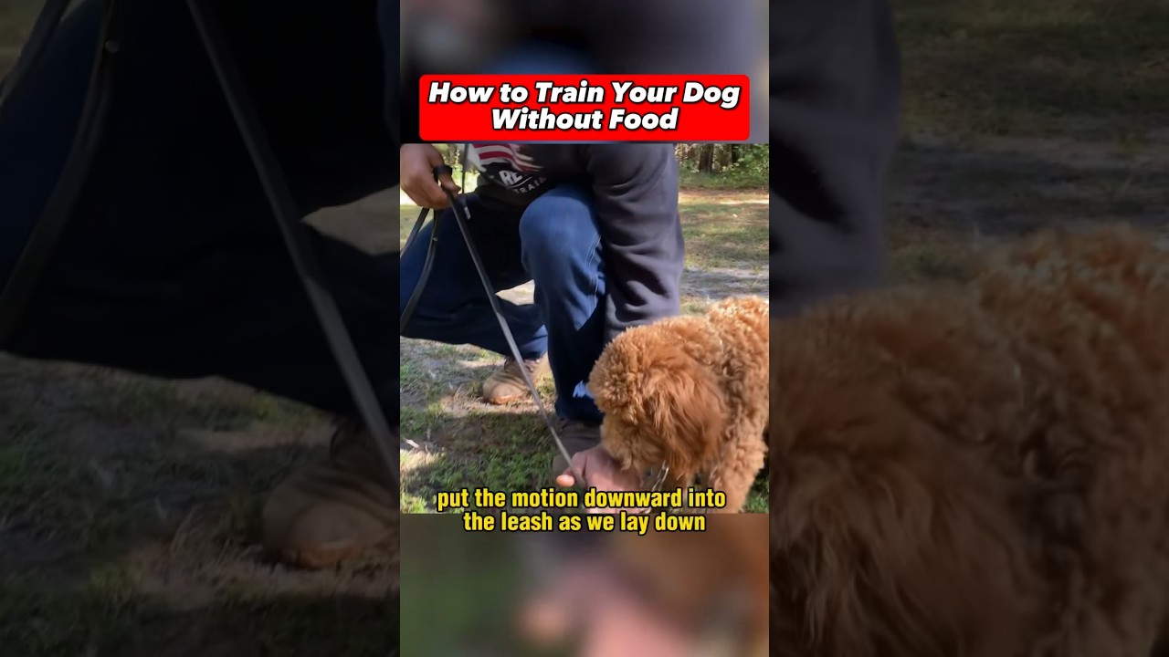 How to Train Your Dog Without Using Food