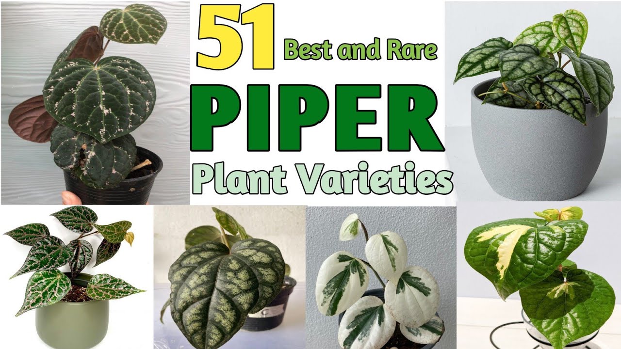 51 PIPER PLANT VARIETIES | Best Piper Plant species with names | Plant and Planting