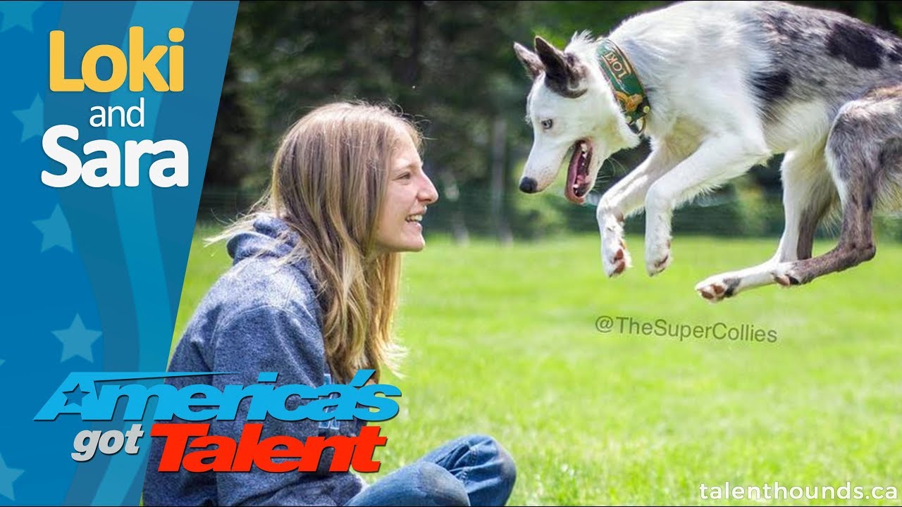 Exclusive behind the scenes on Loki the Puppy and The Super Collies from America's Got Talent