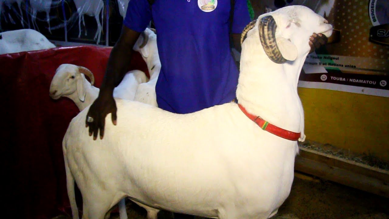LES MALES MACKY ET SONKO A LA FOIRE TOUBA