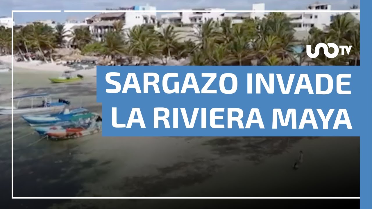 Impresionante: Captan desde el cielo c&oacute;mo el sargazo invade la Riviera Maya