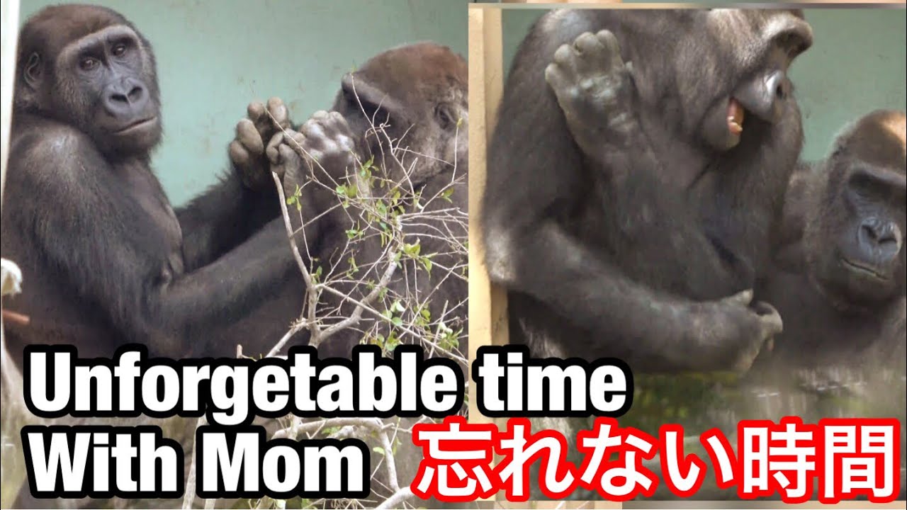 ゲンタロウはこの日の母との時間を決して忘れない🌸Gentaro will never forget about the time with Mom【Kyoto Zoo京都市動物園】2022/3/9