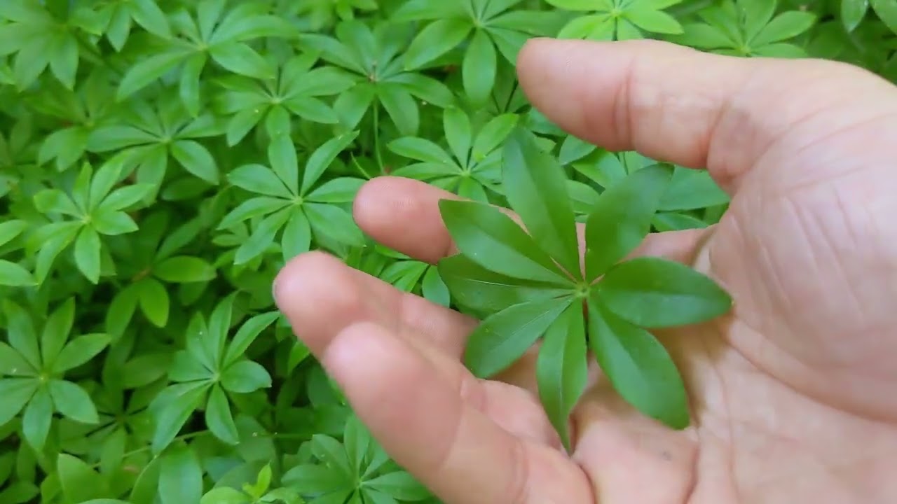 Sweet woodruff (galium odoratum) - Foraging UK -