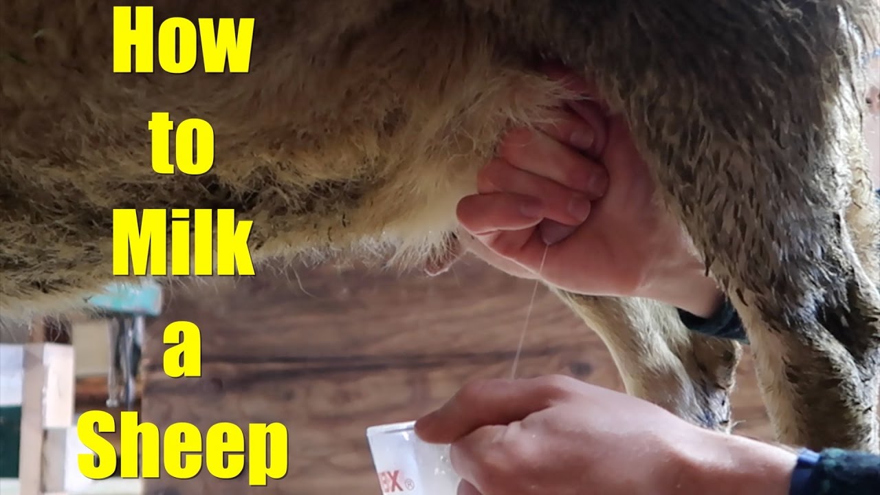 How to Milk a Sheep