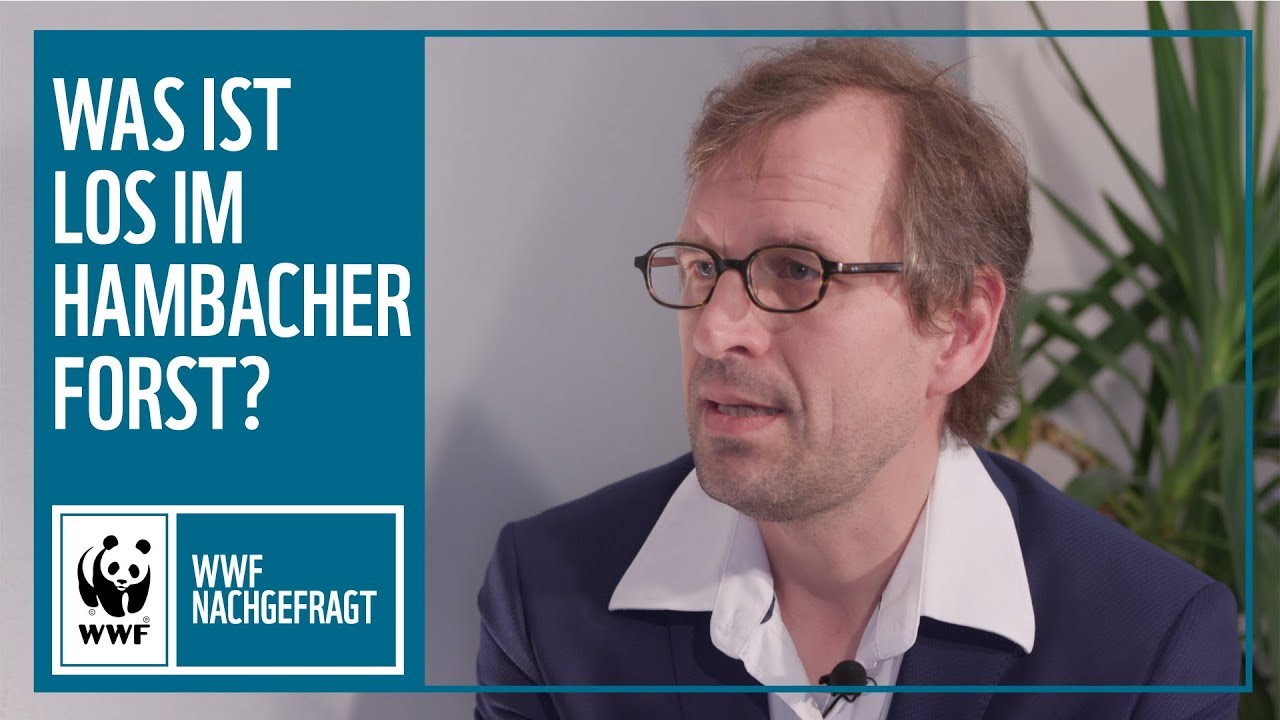 Hambacher Forst –Was ist los? | #nachgefragt | WWF Deutschland