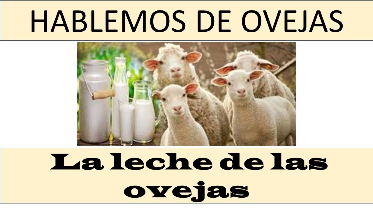 Sheep Milk: Why You Should Drink It
