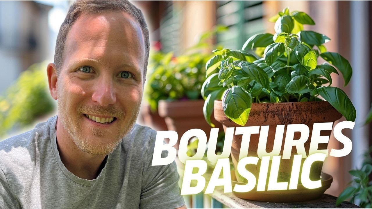 PAS À PAS ► BOUTURER FACILEMENT SON BASILIC ! 🌿
