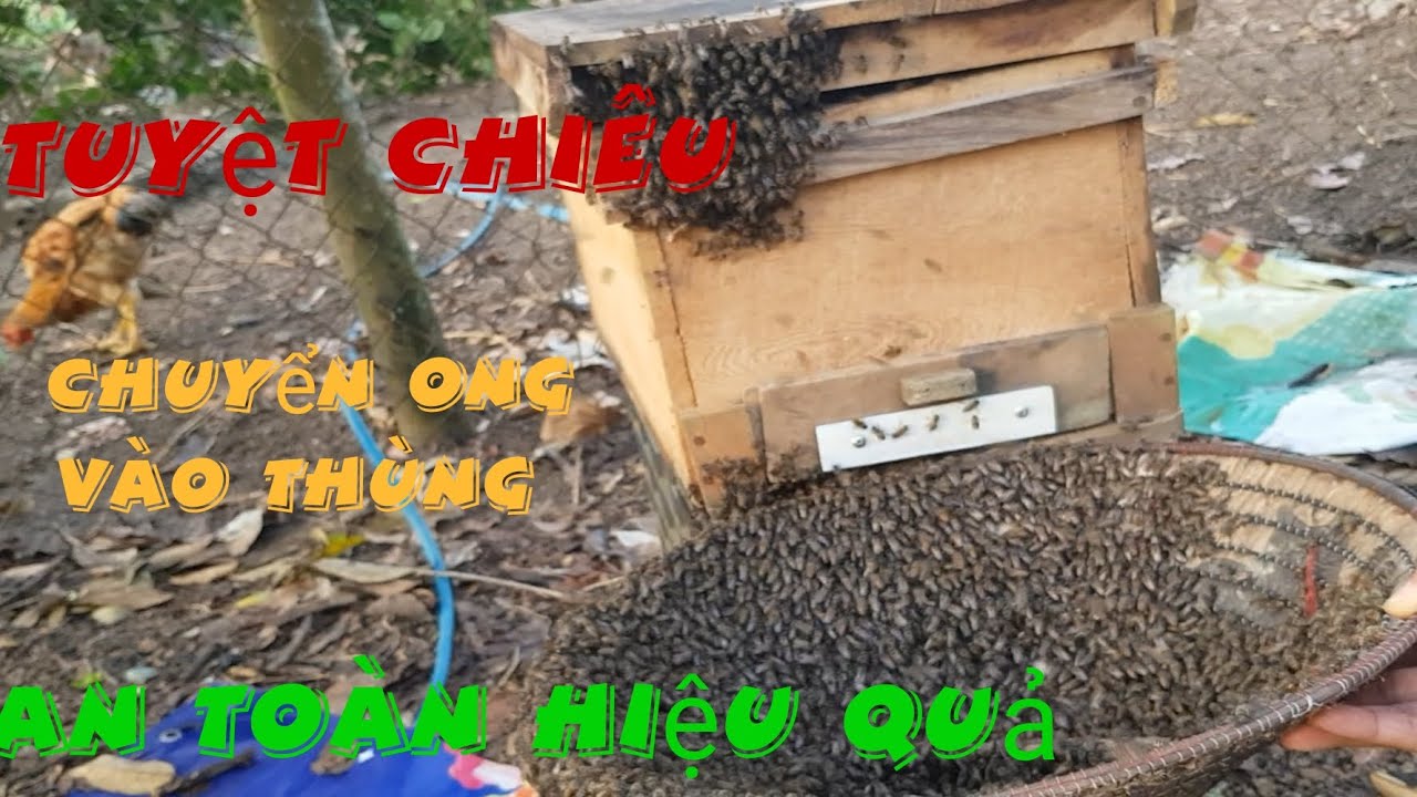 Tuyệt chiêu chuyển ong vào thùng an toàn và hiệu quả