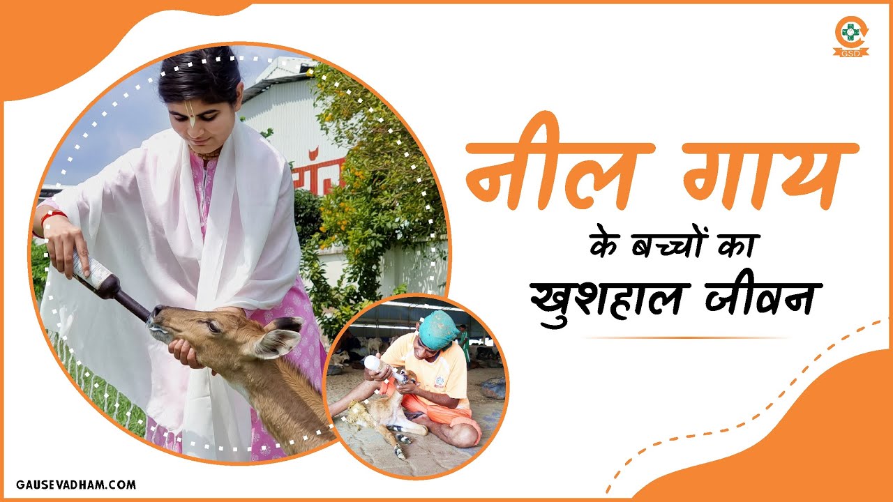 Devi Chitralekhaji - नीलगाय के बच्चों का खुशहाल जीवन - #gsdanimalhospital