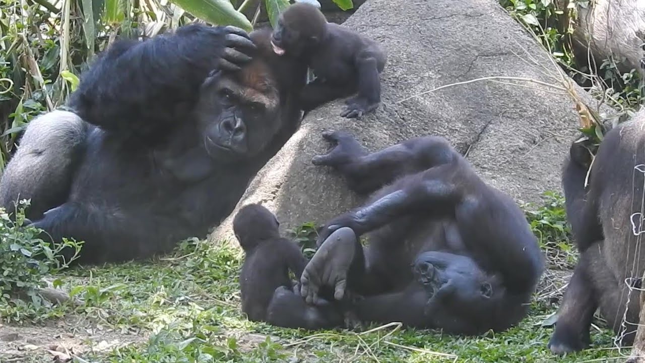 Gorilla baby Jabali 呷百二找 D'jeeco 迪亞哥爸。Iriki阿姨。跟Ringo玩。大猩猩寶寶 金剛猩猩寶寶 銀背大猩猩 2022-4-22 1050