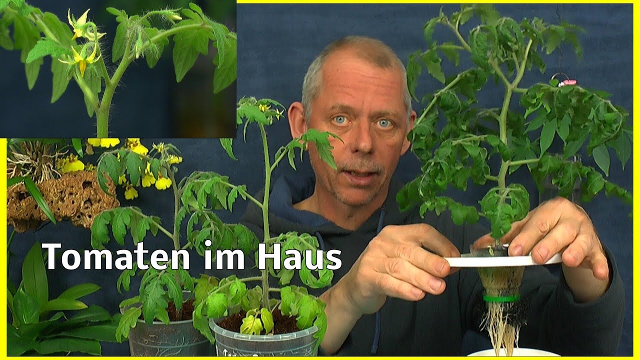 Tomaten Anzucht im Haus ganzjährig möglich mit den Zwergformen Zimmertomaten