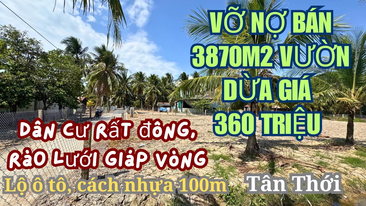 MS1996: 360 triệu, vườn dừa 37.7m x 53m nỡ hậu ( 3870m2 ) Tân Thới 
