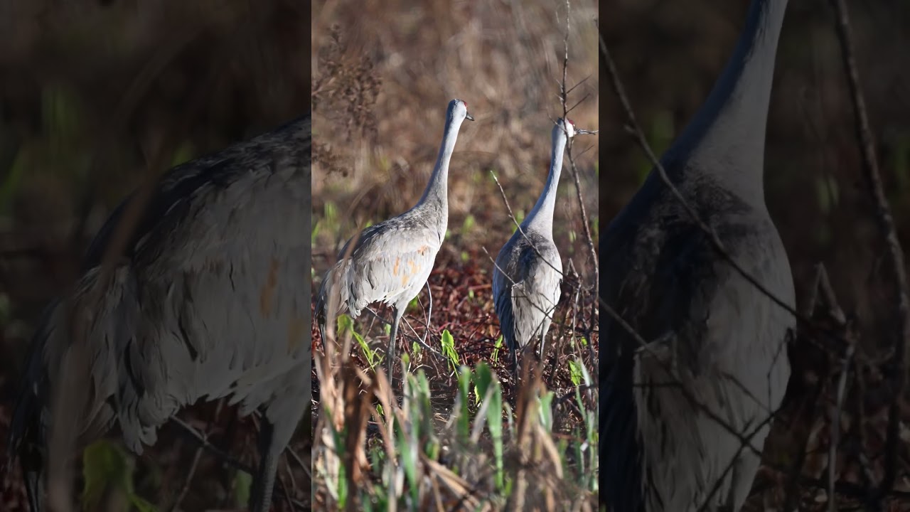 Sandhill crane couple morning stroll #florida #wildlife #nature #birds #cranes