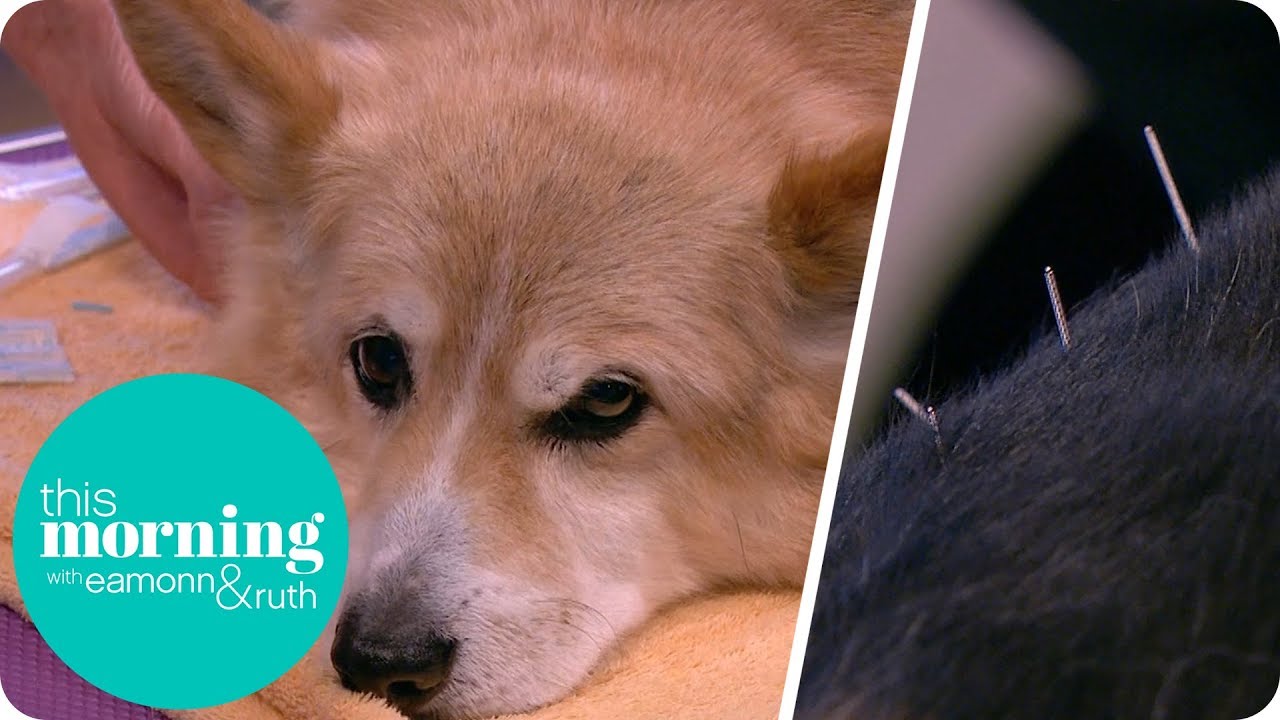 A Dog Receives Acupuncture Live on TV! | This Morning