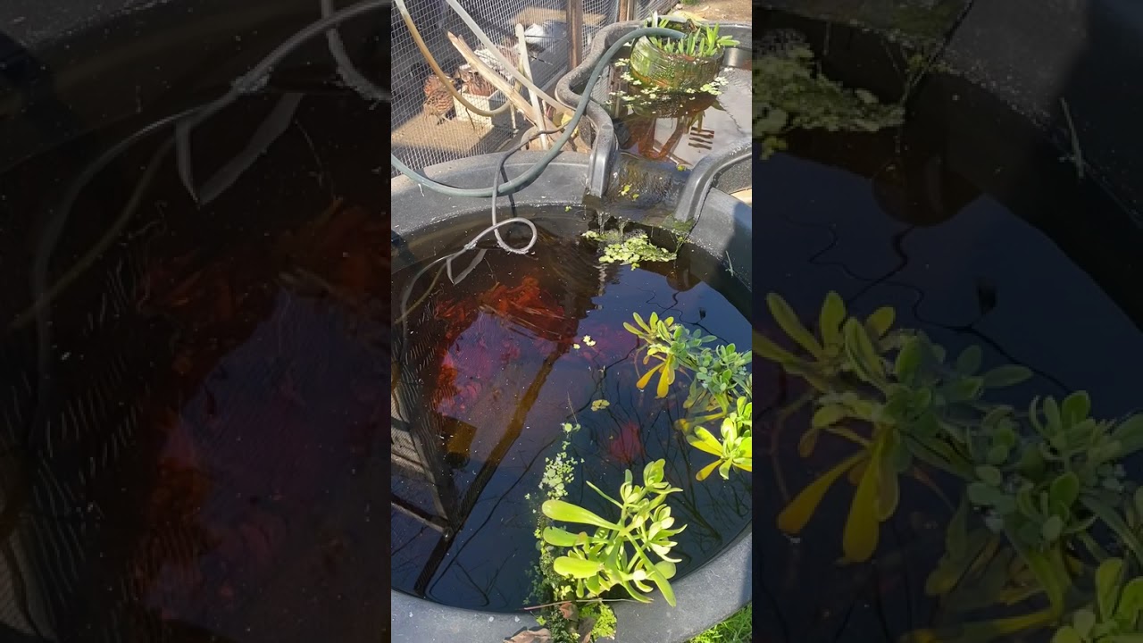 Giant Runt, lovebirds and koi