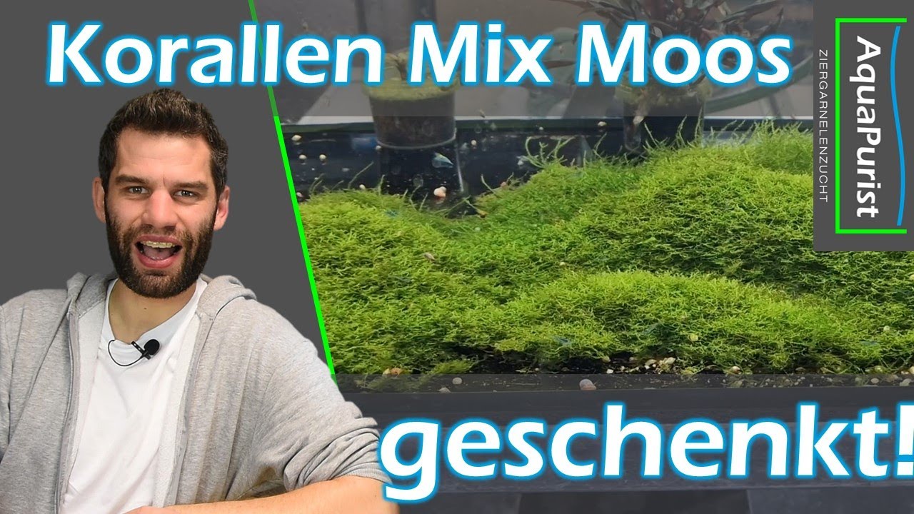 So bekommt ihr gratis Korallen Moos...