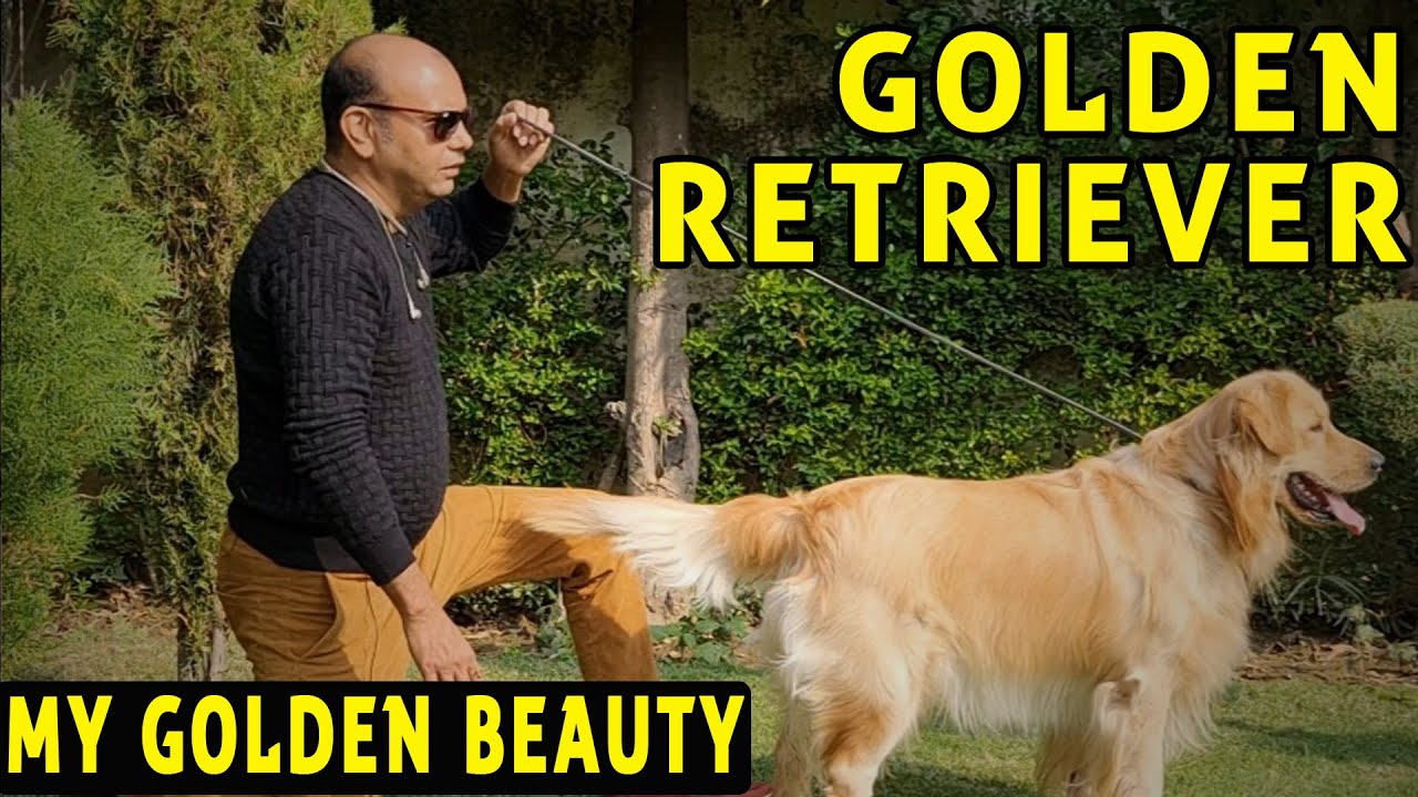 My Golden Beauty - Golden Retriever (International Standard Show Puppy Dog Breed) - Baadal Bhandaari