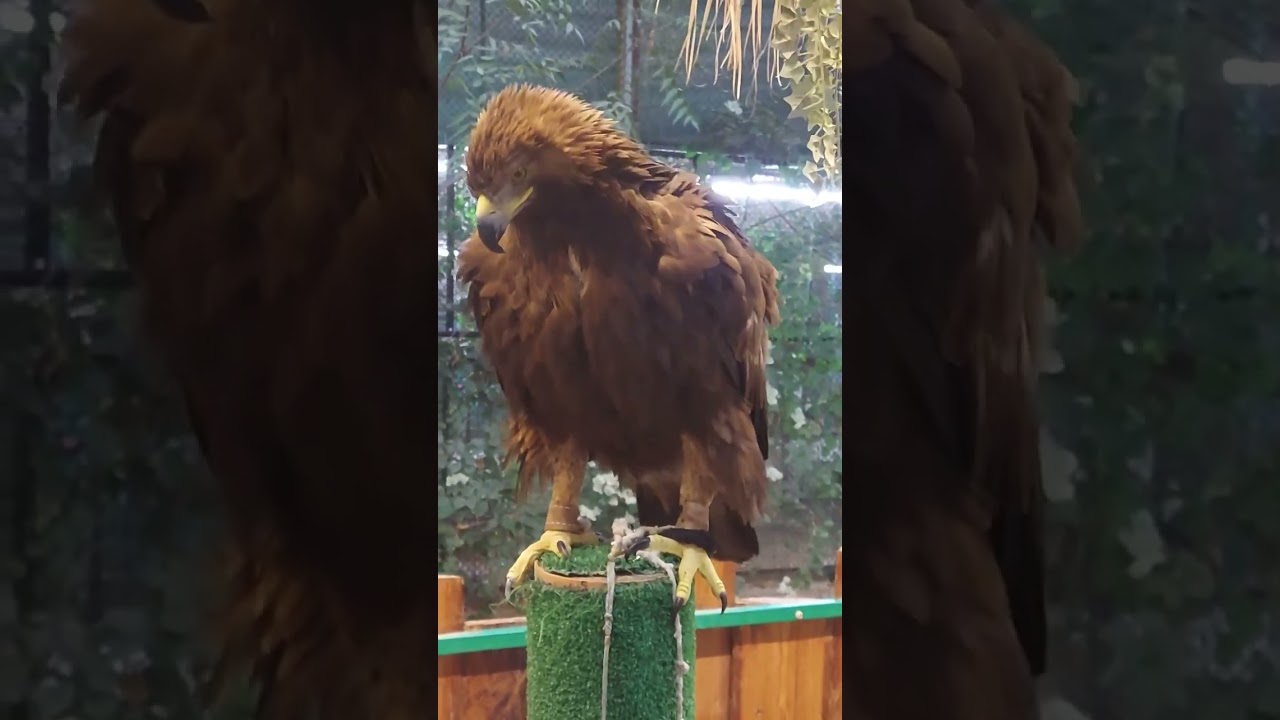 EAGLE wings Flapping