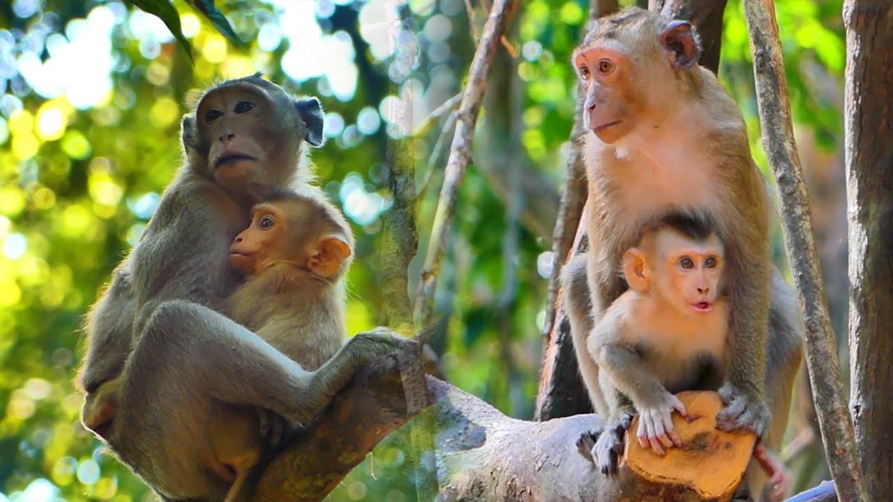 After Mom Luna leaves, baby Lynx tries to run to brother Kenzo, and monkey Amber helps protect💞🐒