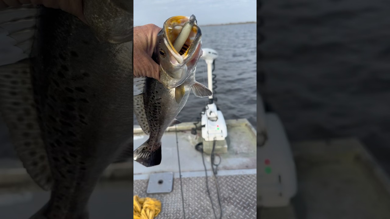 This Spotted Sea Trout Choked It ‼️(Speckled Trout)