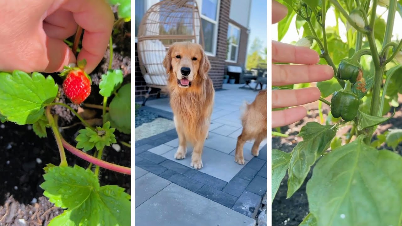 My Very First Attempt at Gardening