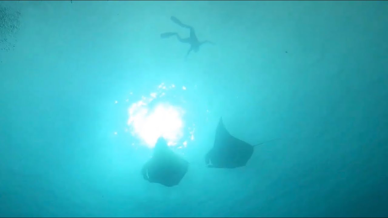 Palau Vlog Days 8 - 10: Christmas Weekend! Scuba Diving and .....boba game :P