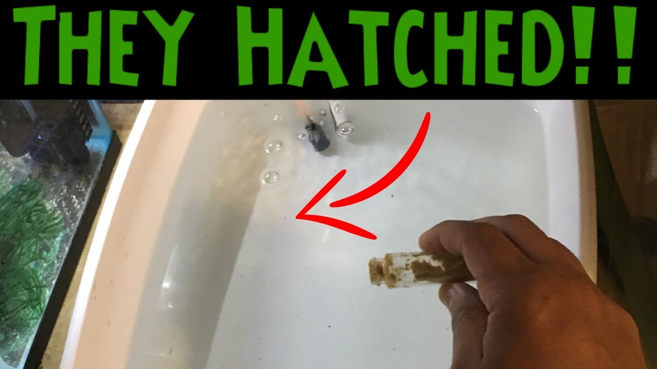 How to Feed Golden Pearls Fish Food and Do Water Changes On Fry Tanks