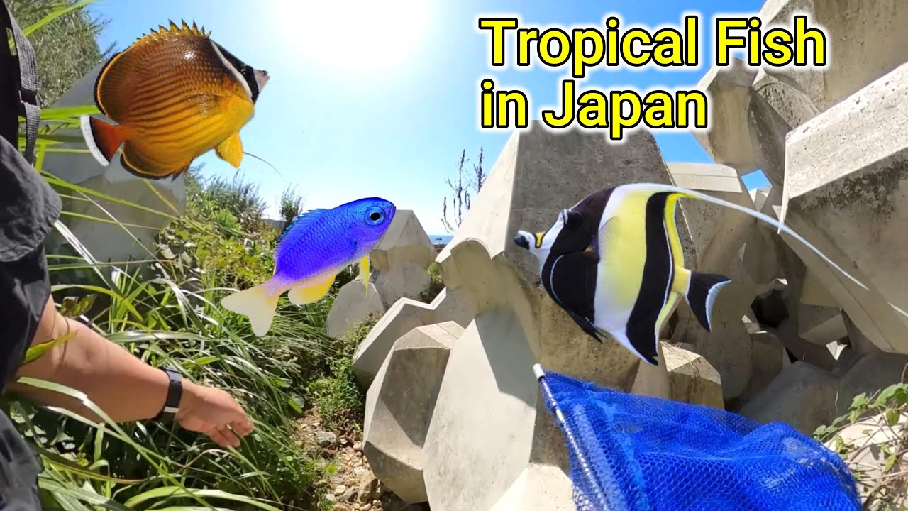 和歌山の海で熱帯魚探し！ガサガサ、死滅回遊魚、磯採集、漁港採集、Tropical Fish、Catching Fish