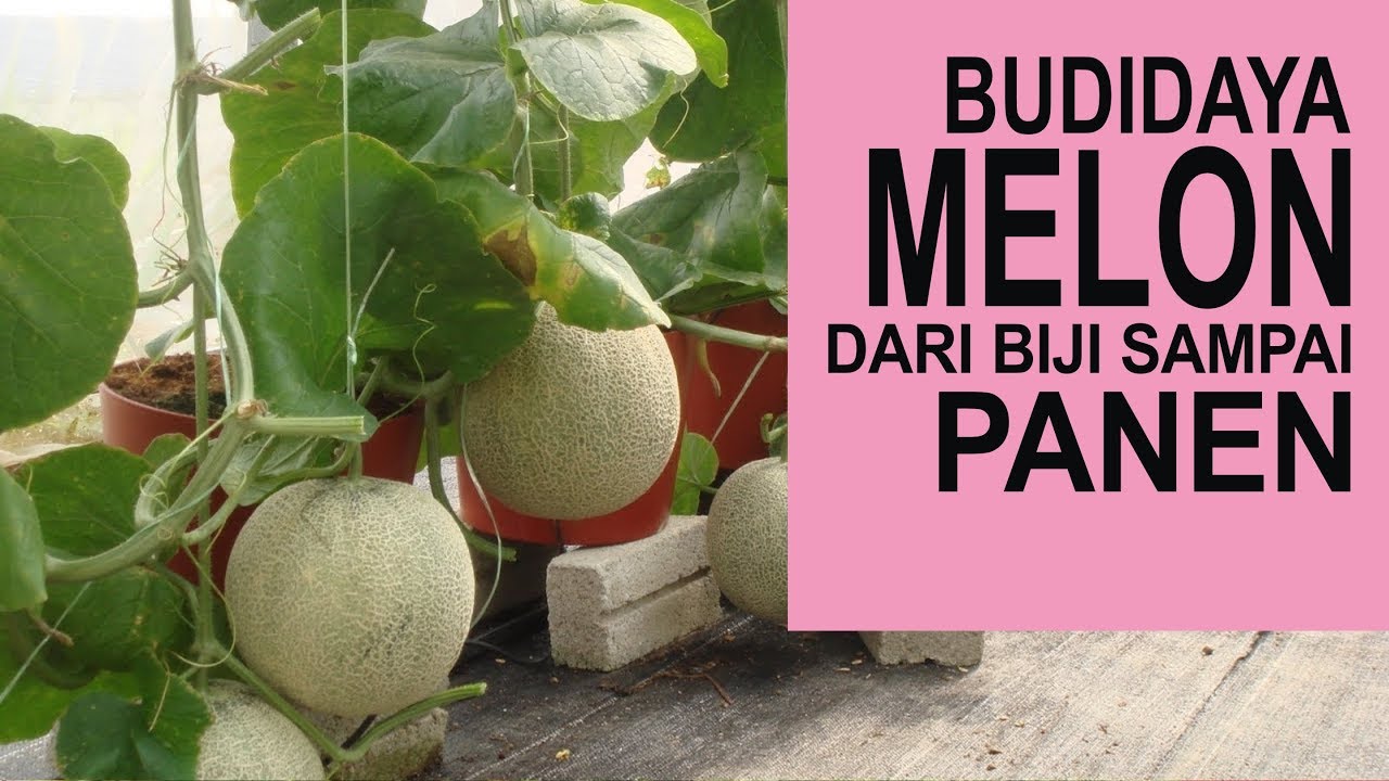 Cara Menanam Buah Melon Lengkap Dari Biji Sampai Panen Melon