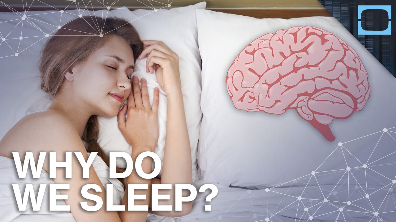 What's The Point of Sleeping?