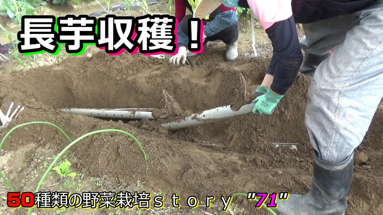 【家庭菜園】11月長芋収穫！！果たして結果は？？