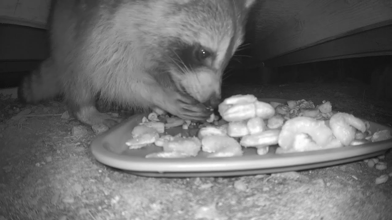 under the shed cam