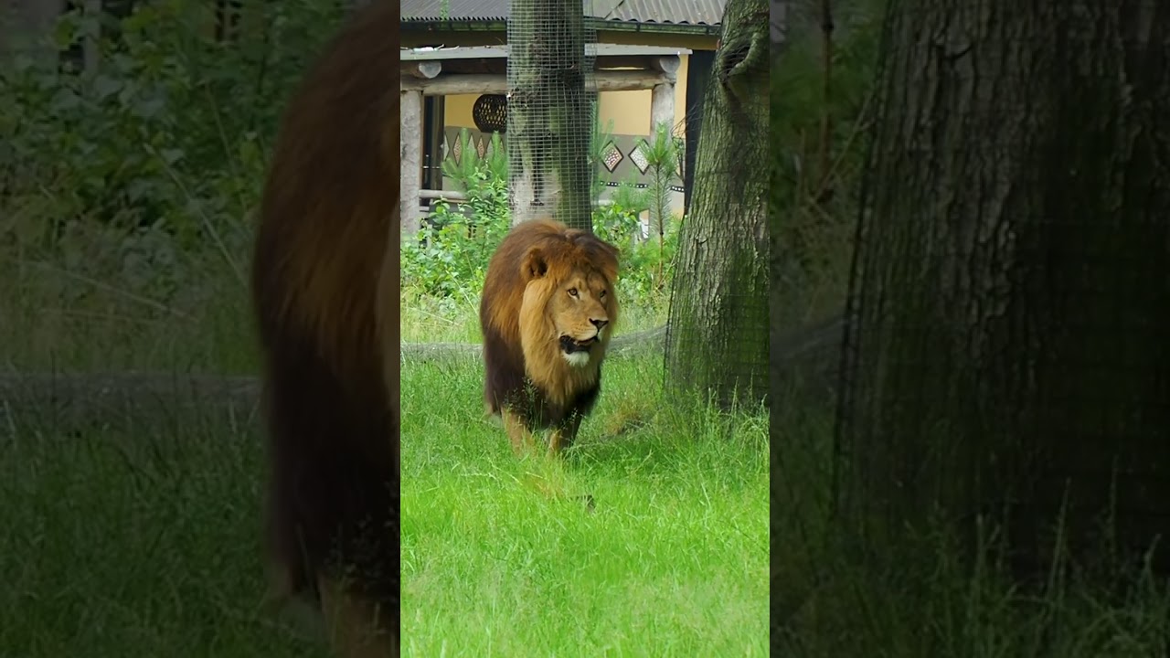 Word wakker tussen de wilde dieren | #BeekseBergen #SafariResort #overnachten