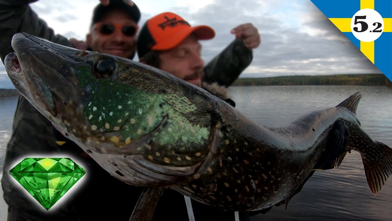 LE BROCHET ÉMERAUDE GÉANT - Capture insolite