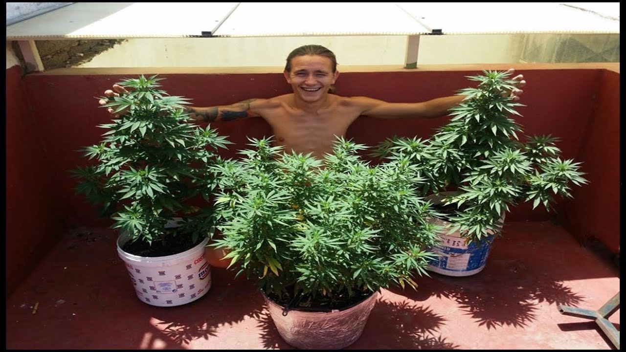 &iquest;COMO EMPEC&Eacute; A CULTIVAR? | 6 RAZONES PARA TENER PLANTAS 🍁💚