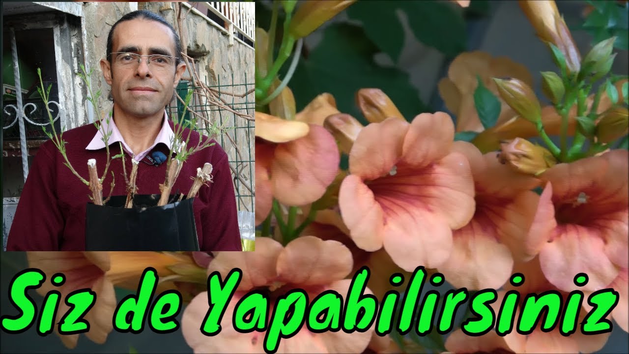 Boru Çiçeği (Acem Borusu) Nasıl Köklendirilir?
