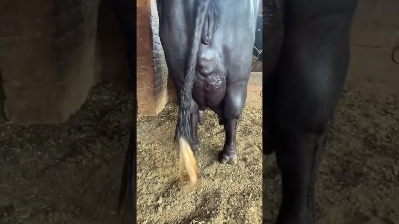 Best Nili Ravi Buffalo