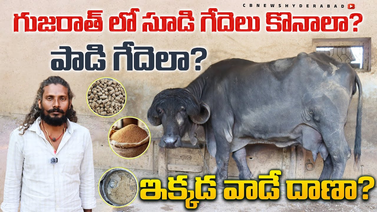 గుజరాత్ లో సూడి గేదెలు కొనాలా? పాడి గేదెలా? జాఫ్రాబాది గేదెల ధరలు?Jafrabadhi Buffaloes sale| CBNews